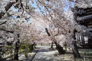 立本寺 桜 2022 / 京都ブログガイド
