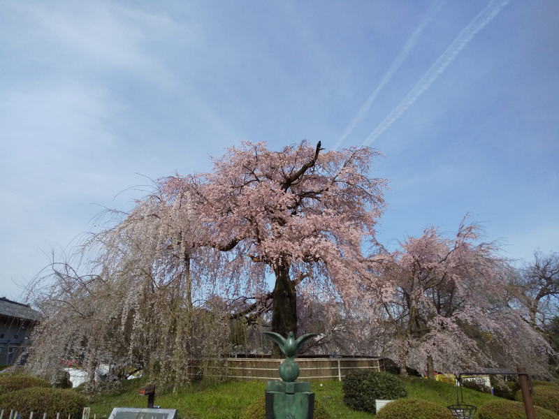 円山公園 祇園枝垂桜 2022 / 京都ブログガイド