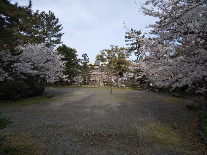 円山公園 桜 2022 / 京都ブログガイド