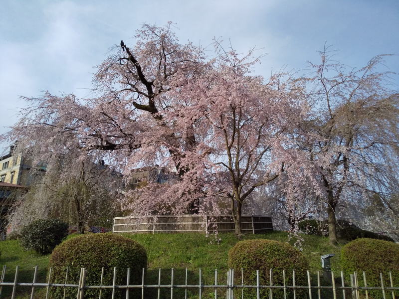 祇園枝垂桜 2022 / 京都ブログガイド