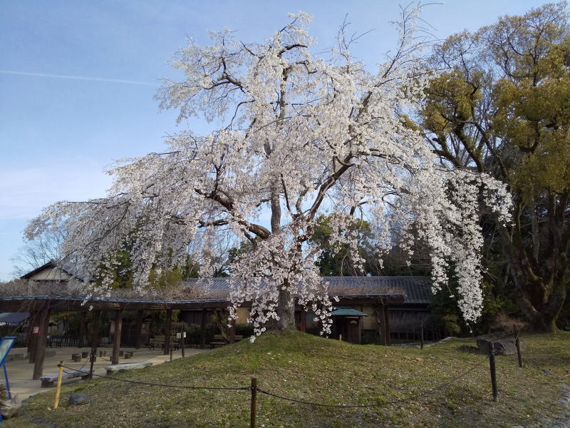 円山公園 桜 2022 / 京都ブログガイド