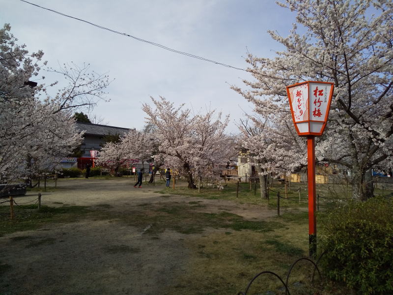祇園枝垂桜の西側 2022 / 京都ブログガイド