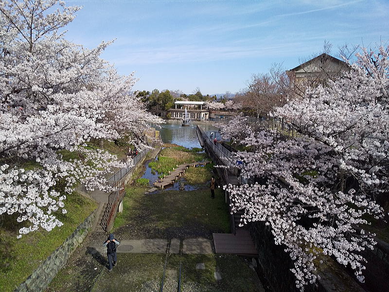 インクラインの桜 / 京都ブログガイド
