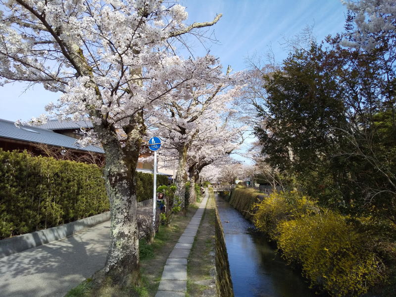 哲学の道 桜 2022 / 京都ブログガイド