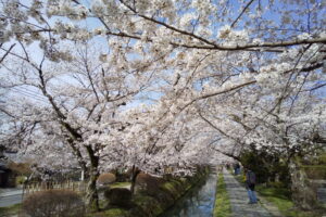 哲学の道 桜 2022 / 京都ブログガイド
