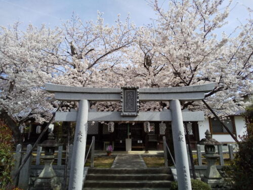 吒枳尼天 桜 2022 / 京都ブログガイド