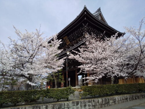 金戒光明寺 桜 2022 / 京都ブログガイド