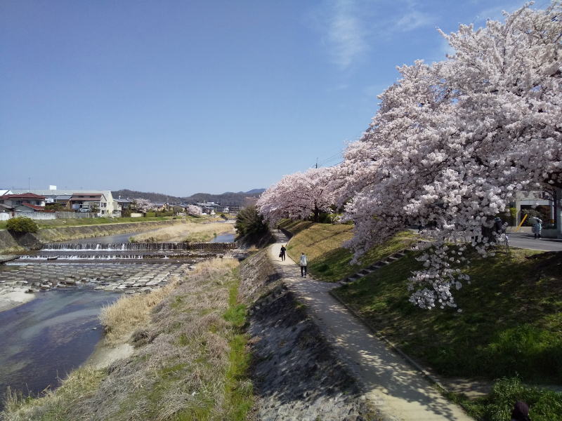 高野川 桜 2022 / 京都ブログガイド