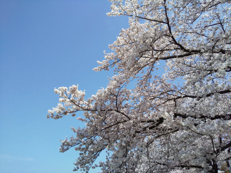 高野川 桜 2022 / 京都ブログガイド