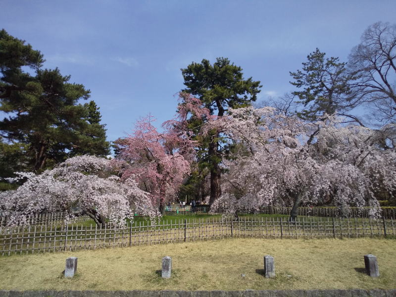 京都御所 近衛邸跡 桜 2022 / 京都ブログガイド