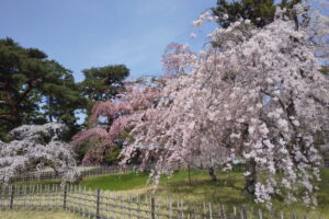 京都御所 近衛邸跡 桜 2022 / 京都ブログガイド