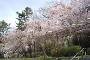 半木の道 桜 2022 / 京都ブログガイド