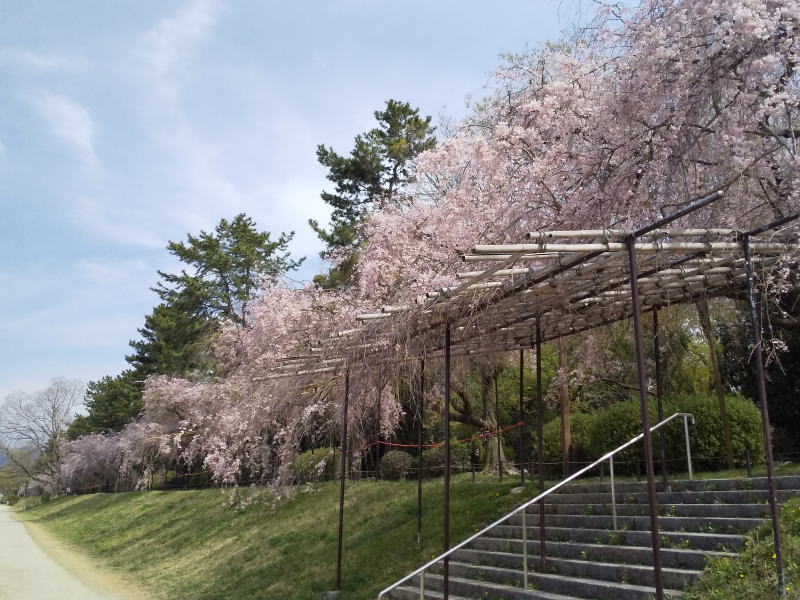 半木の道 桜 2022 / 京都ブログガイド