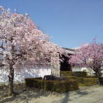 妙顕寺 桜 2022 / 京都ブログガイド