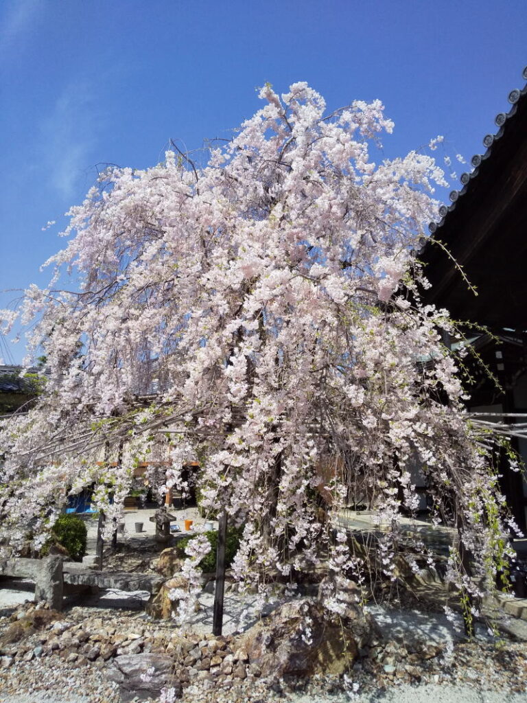 妙蓮寺 桜 2022 / 京都ブログガイド