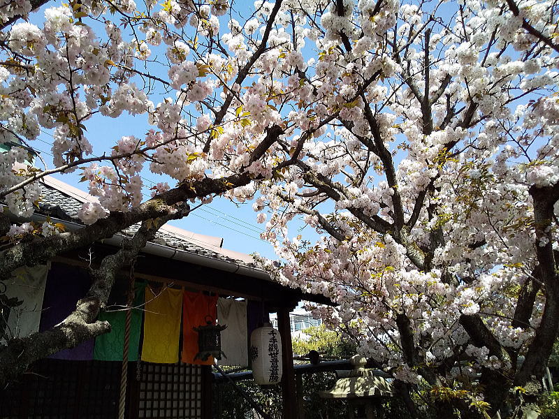 雨宝院 桜 2022 / 京都ブログガイド