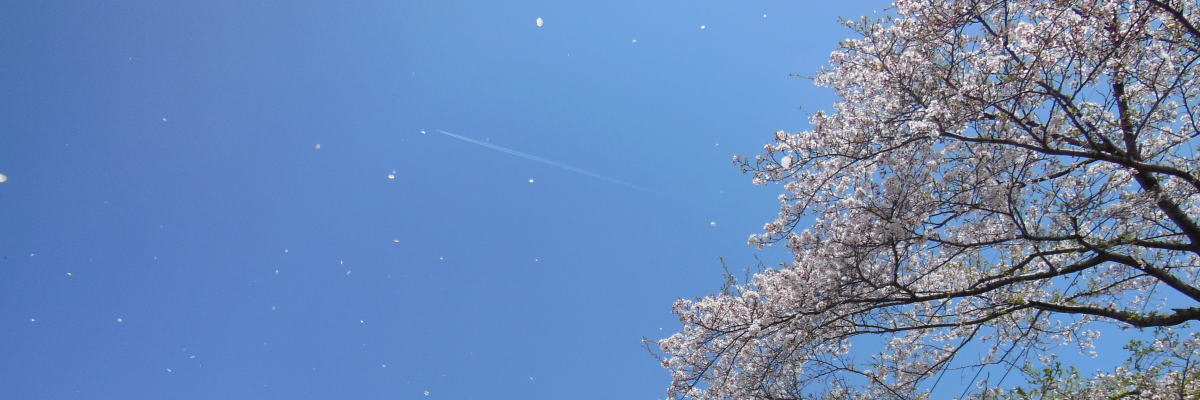 春トップ画像 / 京都ブログガイド