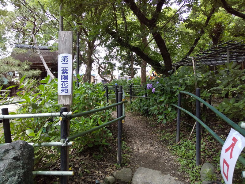 藤森神社 紫陽花 2022 / 京都ブログガイド