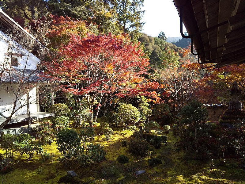 西明寺苔庭 ( 本堂西側庭園 ) / 京都ブログガイド