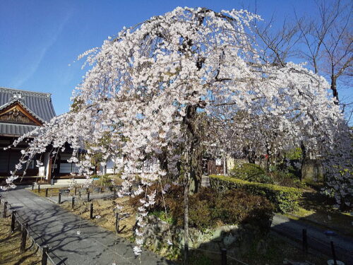 上品蓮台寺 桜 / 京都ブログガイド