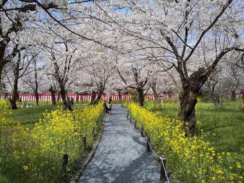 平野神社 桜 2023 / 京都ブログガイド