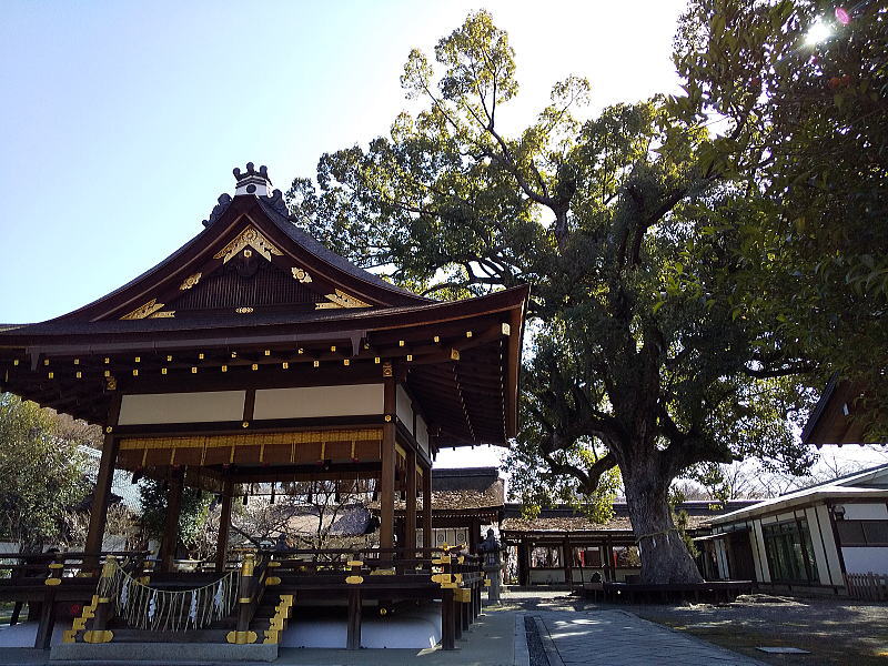 平野神社 大樟 / 京都ブログガイド