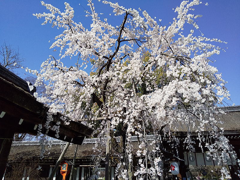 平野神社 桜 2023 / 京都ブログガイド