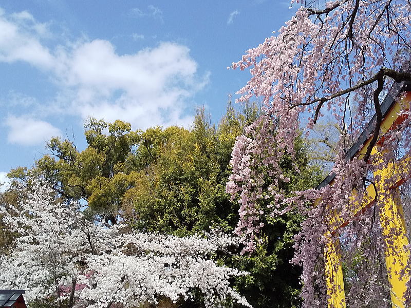 平野神社 桜 2023 / 京都ブログガイド