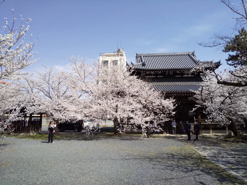 立本寺 桜 2023 / 京都ブログガイド
