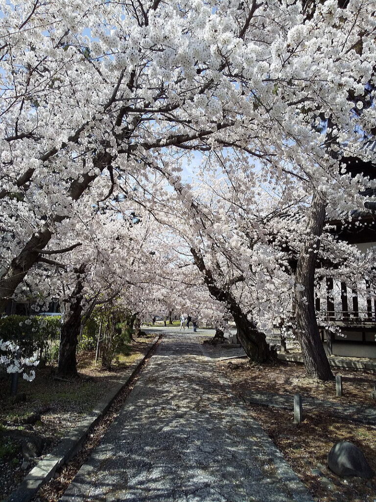 立本寺 桜 2023 / 京都ブログガイド