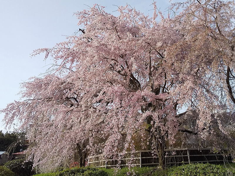 円山公園 祇園枝垂桜 / 京都ブログガイド
