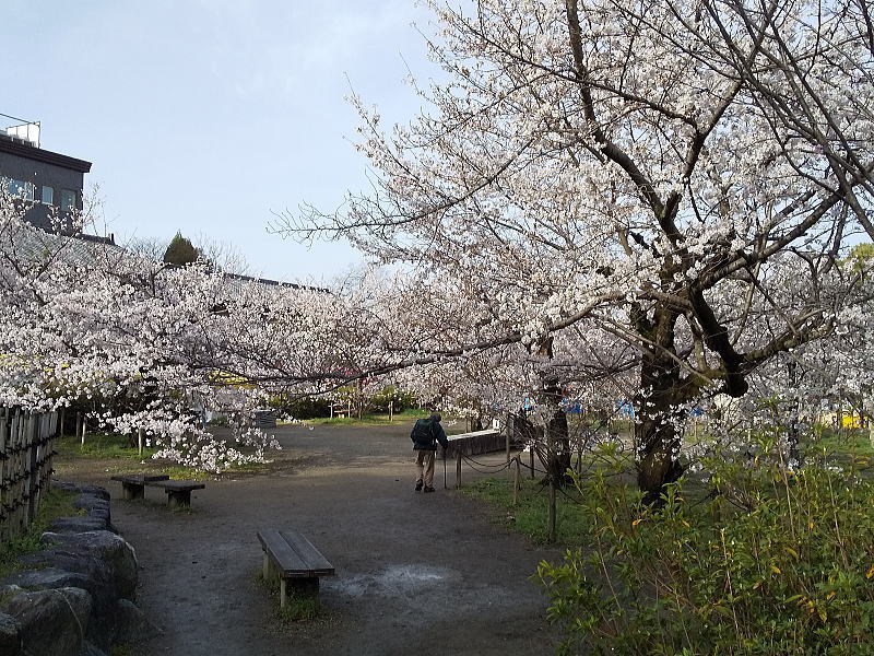 円山公園 桜 / 京都ブログガイド