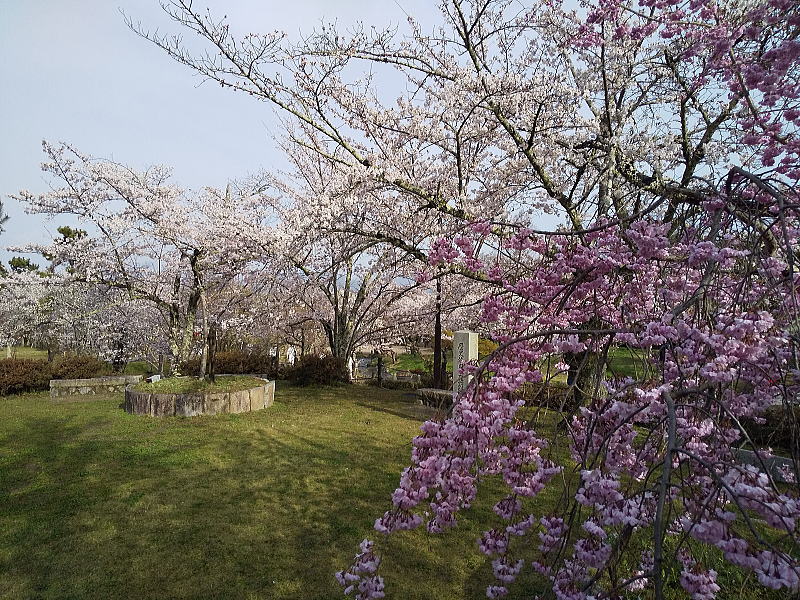 円山公園 桜 / 京都ブログガイド
