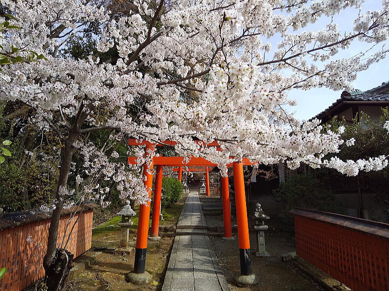 竹中稲荷神社 桜 / 京都ブログガイド