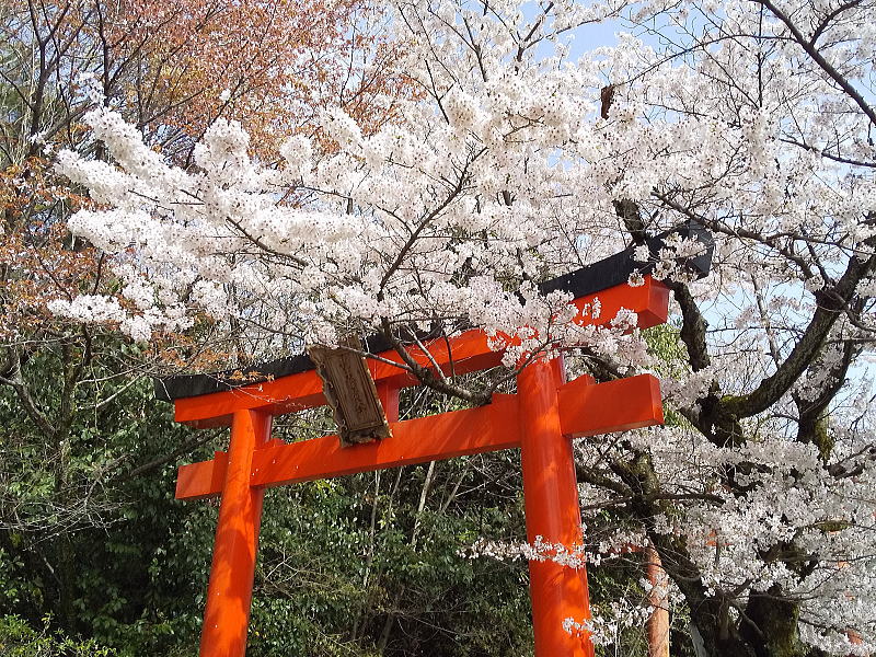竹中稲荷神社 桜 / 京都ブログガイド