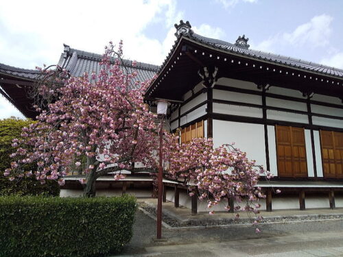 妙蓮寺 桜 / 京都ブログガイド