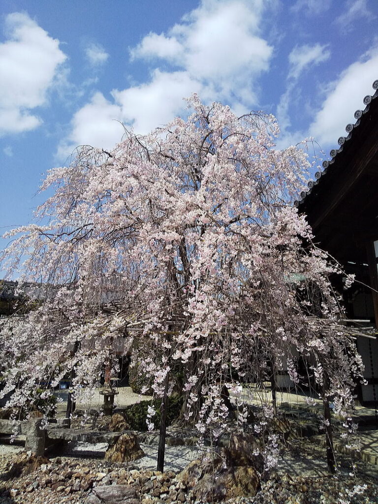 妙蓮寺 桜 / 京都ブログガイド