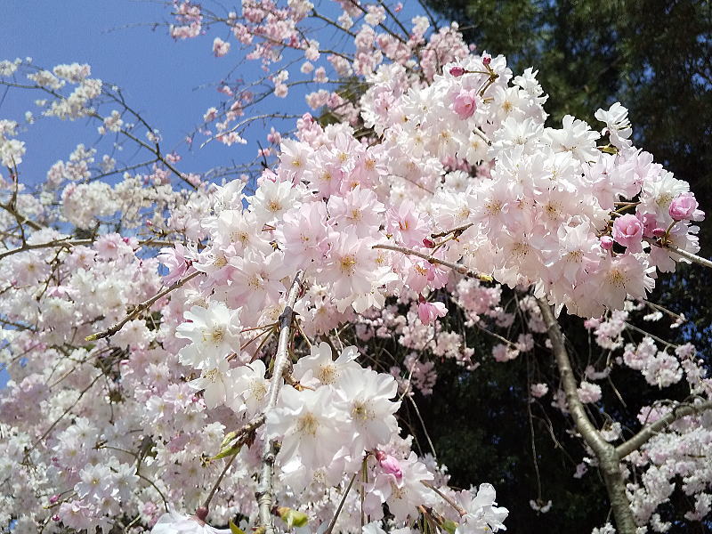 半木の道 桜 / 京都ブログガイド