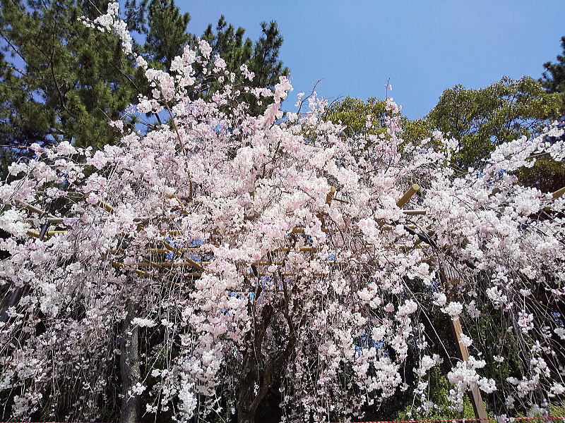 半木の道 桜 / 京都ブログガイド
