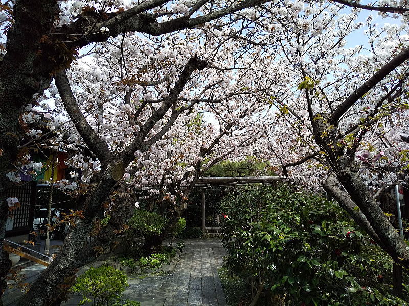 雨宝院 桜 / 京都ブログガイド
