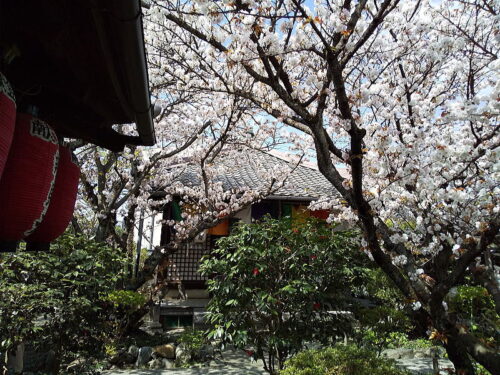 雨宝院 桜 / 京都ブログガイド