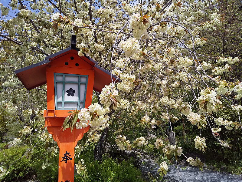 平野神社 八重咲の桜 / 京都ブログガイド