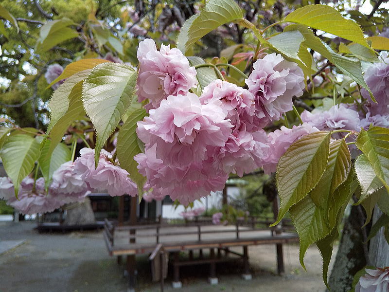 平野神社 八重咲の桜 / 京都ブログガイド