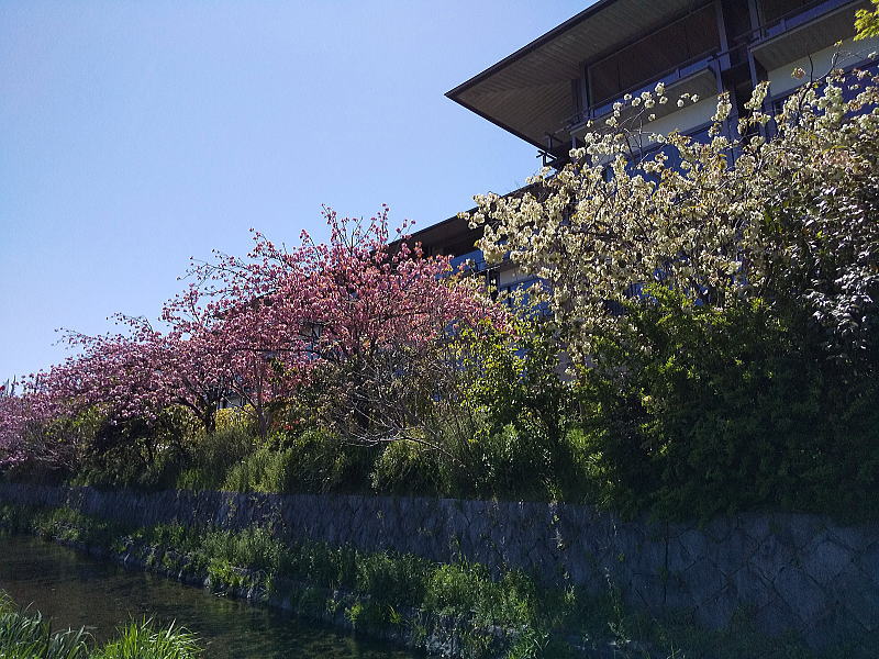 リッツカールトン京都横の八重桜と御衣黄 / 京都ブログガイド