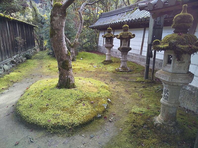 西明寺表門東側の苔 / 京都ブログガイド