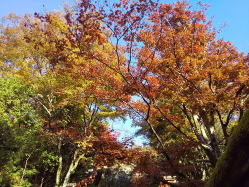鞍馬寺 紅葉 2023 / 京都ブログガイド