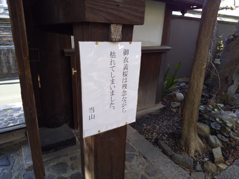 雨宝院の御衣黄枯れる2024 / 京都観光旅行ガイド