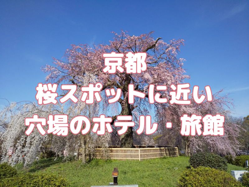 京都 桜スポットに近い穴場のホテル・旅館