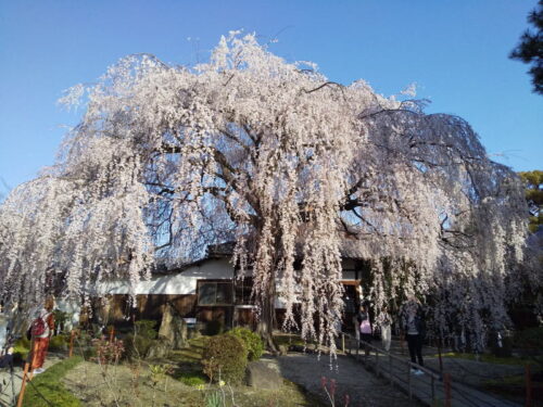 本満寺 枝垂桜 / 京都観光旅行ガイド