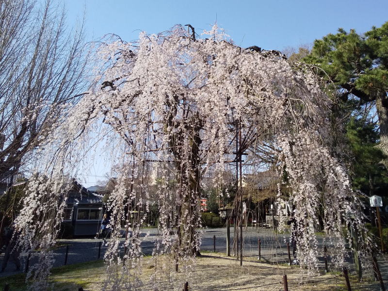千本釈迦堂 桜 / 京都観光旅行ガイド